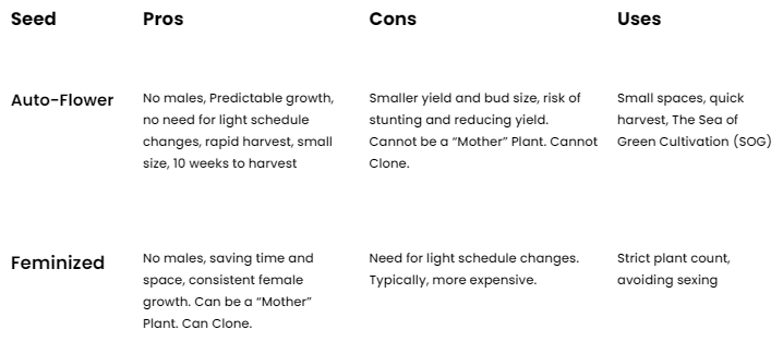 Autoflowers vs Feminized Seeds